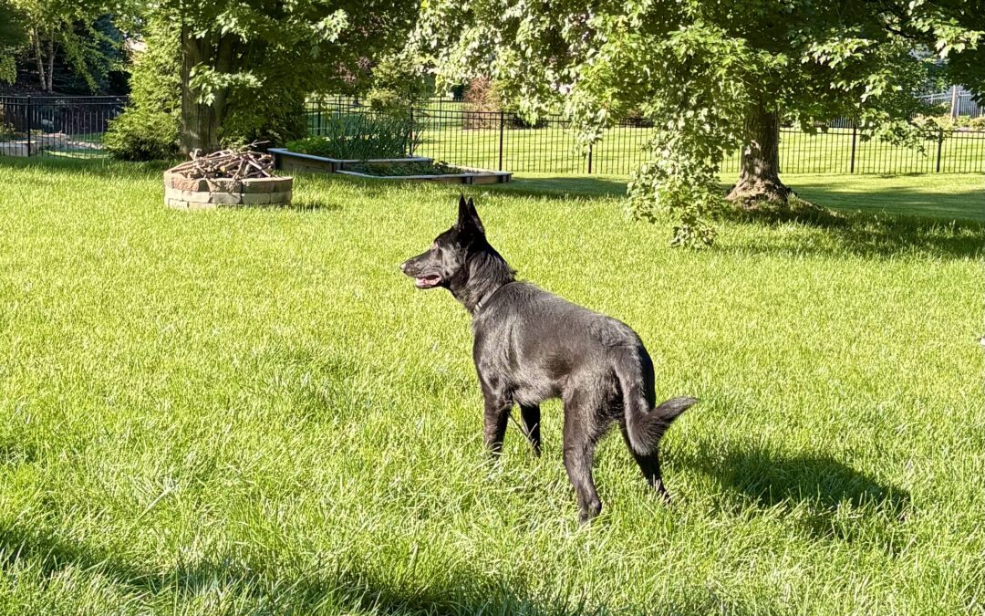 Three Dogs, Three Personalities, and a Lesson on Peace