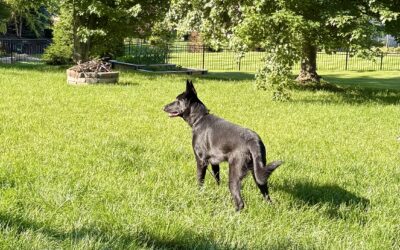 Three Dogs, Three Personalities, and a Lesson on Peace